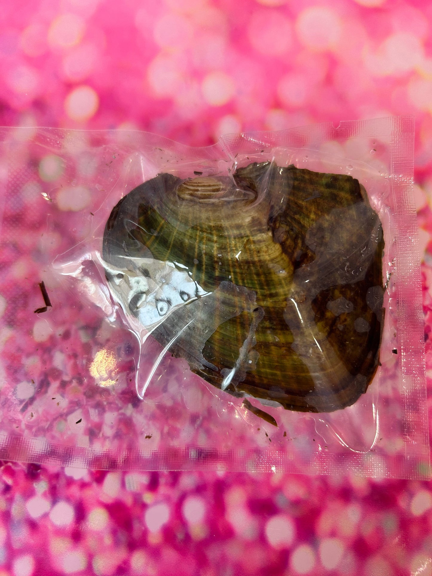 Silver plated pearl mystery oyster