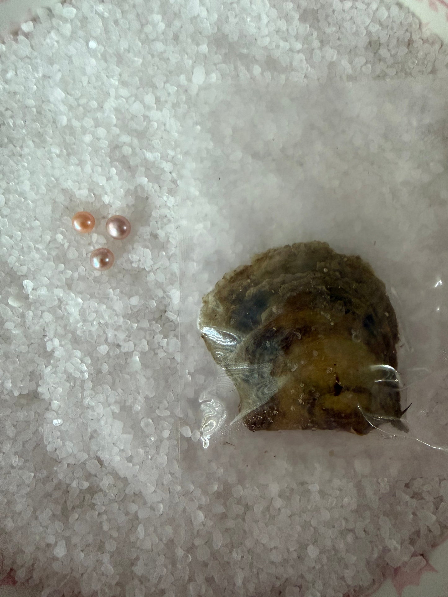 Tray of classic round oyster openings