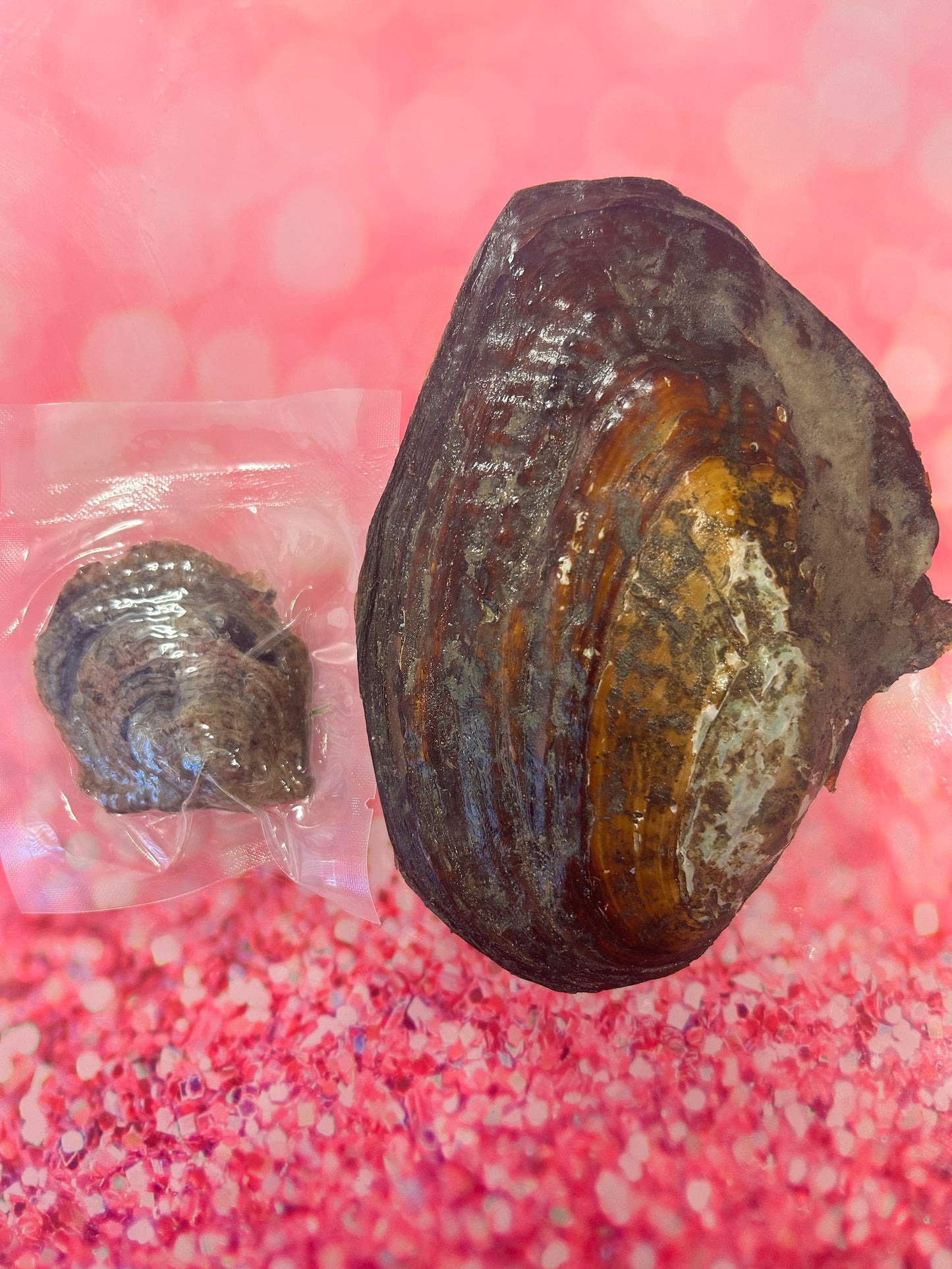 Monster oyster with 25-30 natural pearls and 10 added rainbow round pearls