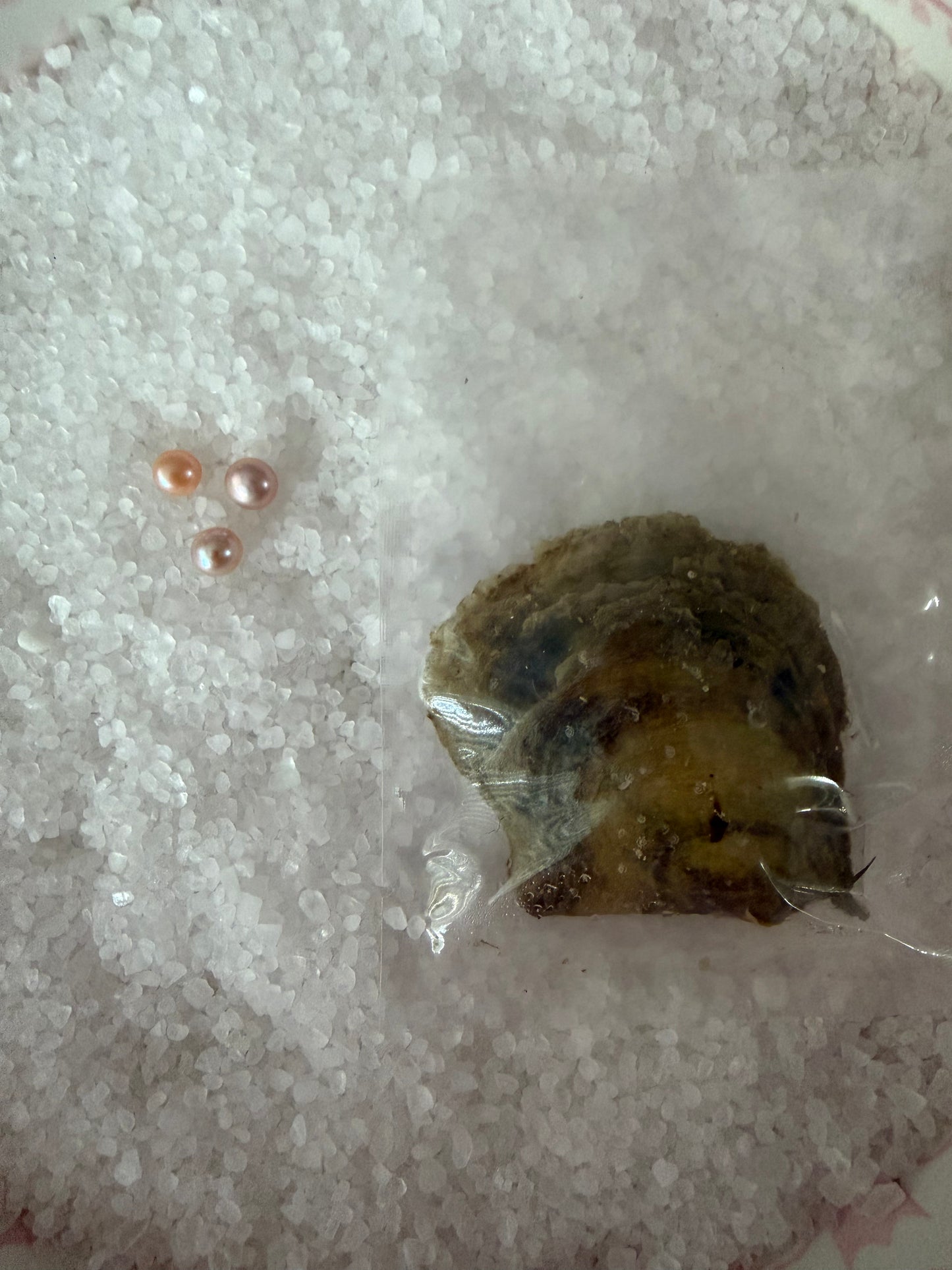 Classic Button pearl oysters  6-8mm