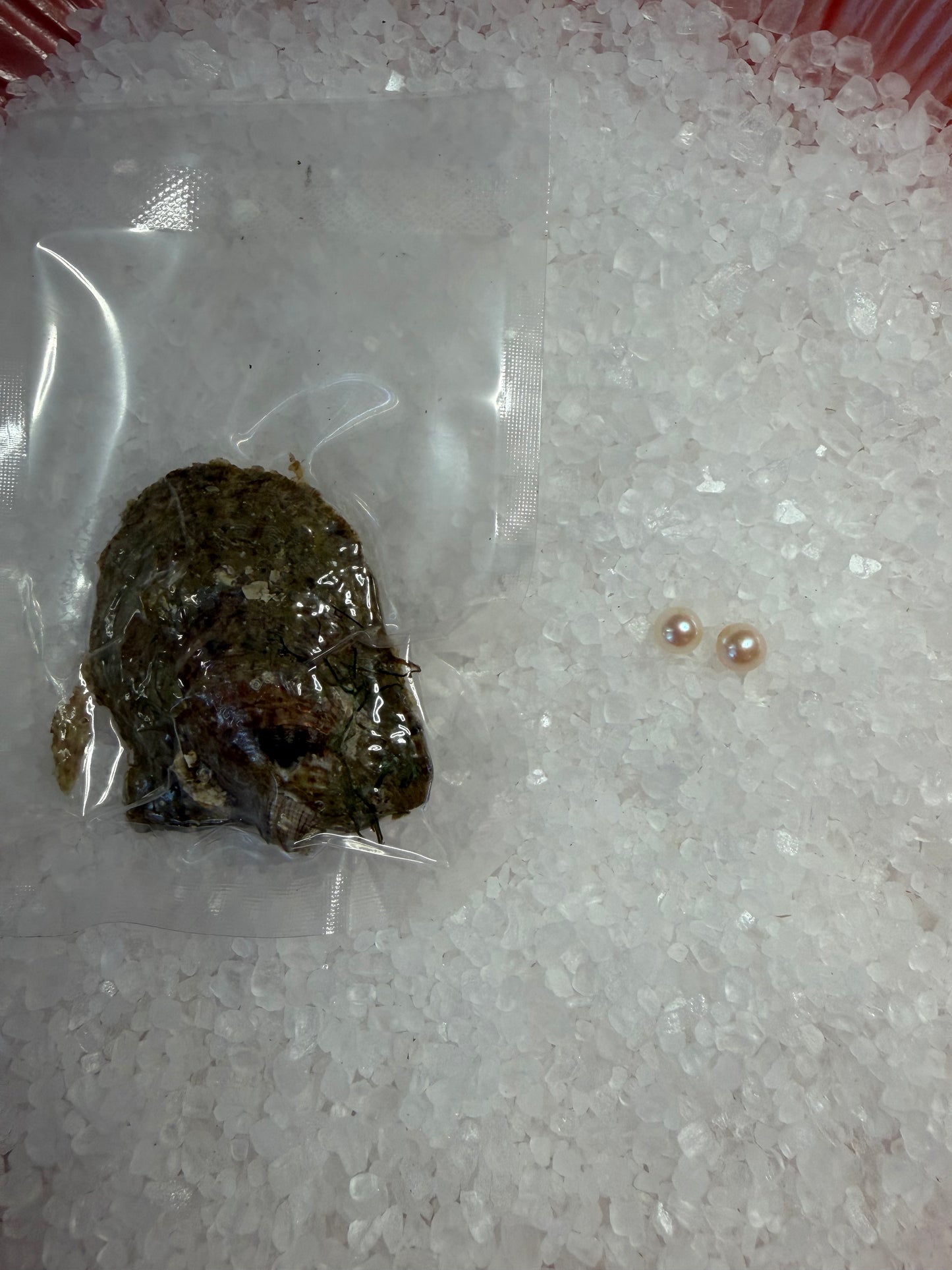 Classic twin oyster opening